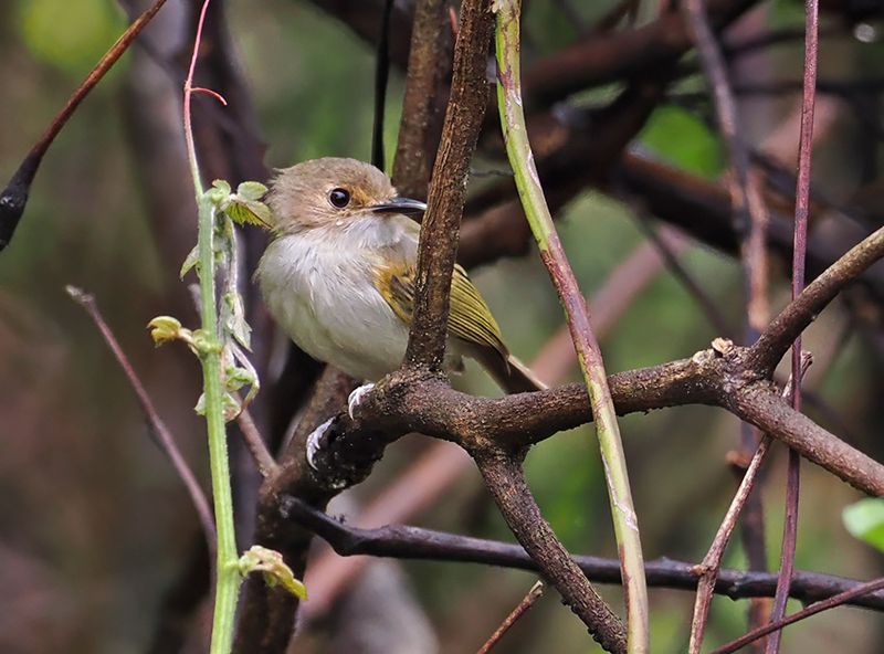 Rusty-fronted Tody-Flycatcher