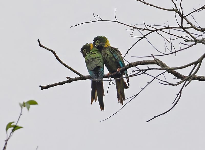 Yellow-collared Macaw