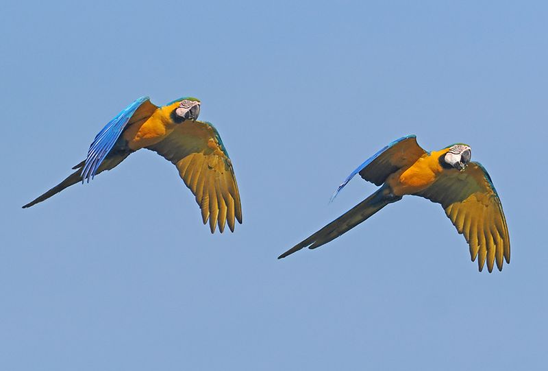 Blue-and-yellow Macaw