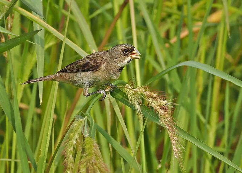 Double-collared Seedeater