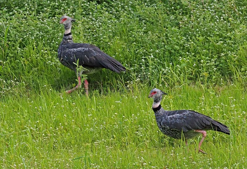 Southern Screamer