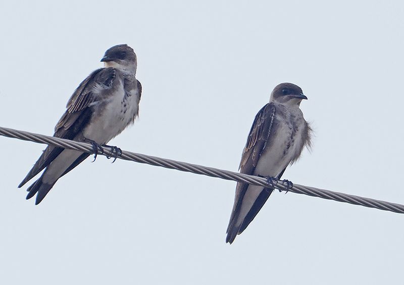 Brown-chested Martin
