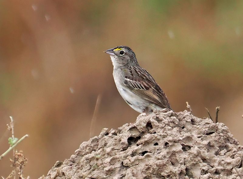 Grassland Sparrow