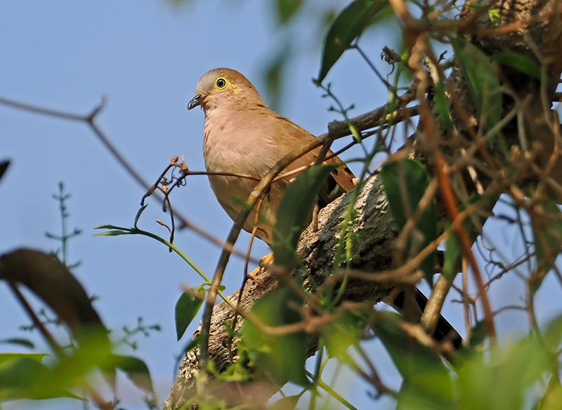 Long-tailed Ground-Dove