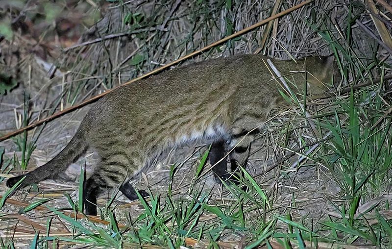 Pantanal Cat