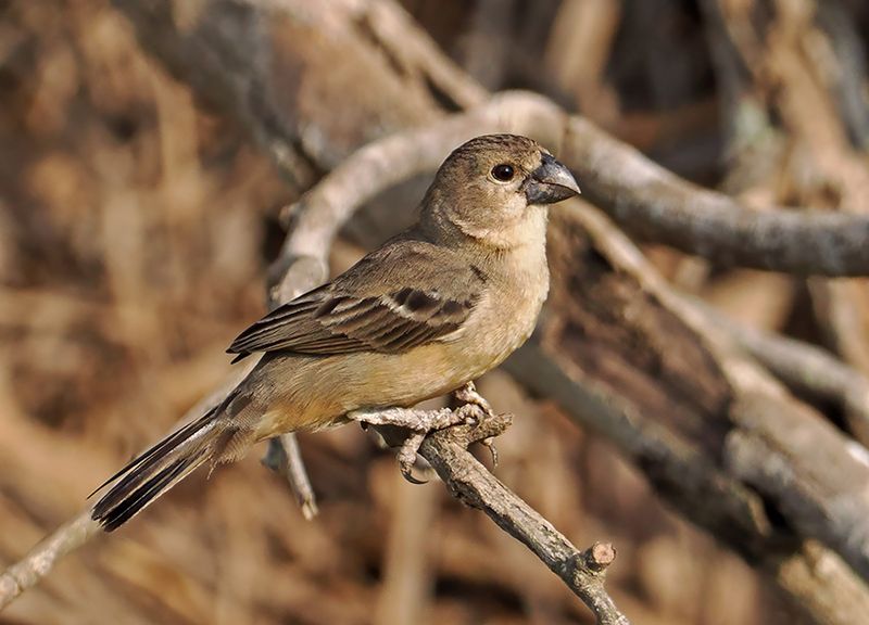 Rusty-collared Seedeater