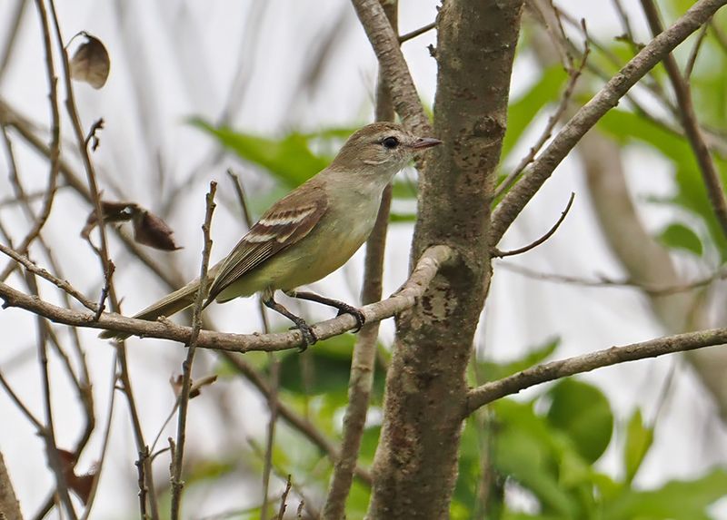 Mouse-colored Tyrannulet