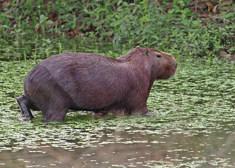 Capybara