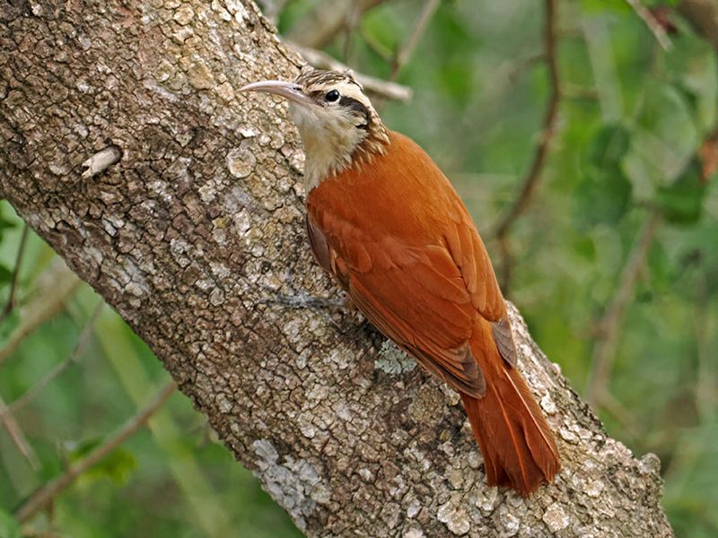 Narrow-billed Woodcreeper