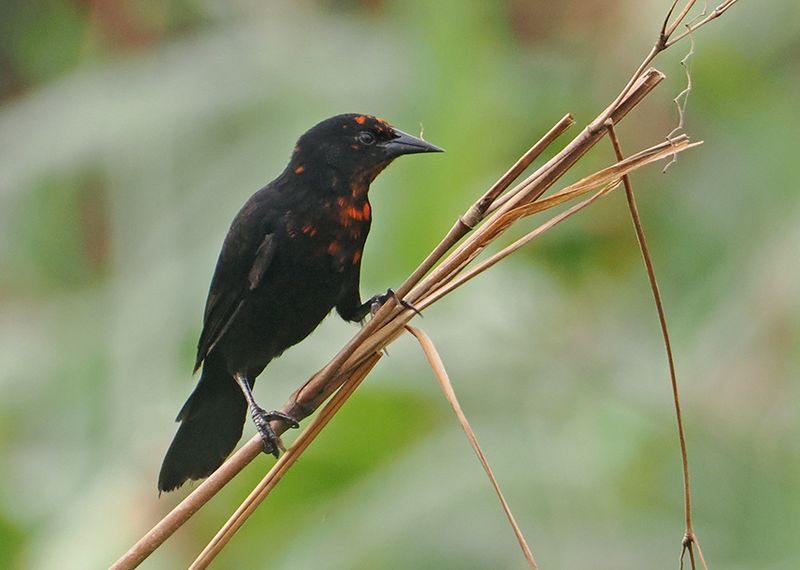 Scarlet-headed Blackbird