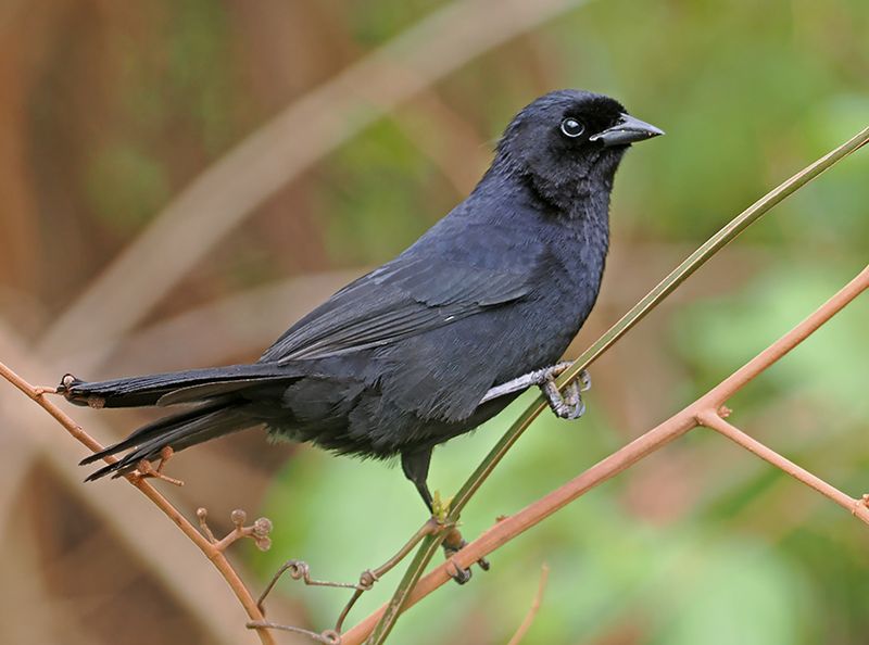 Velvet-fronted Grackle