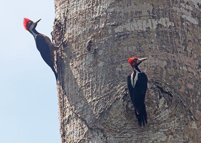 Crimson-crested Woodpecker