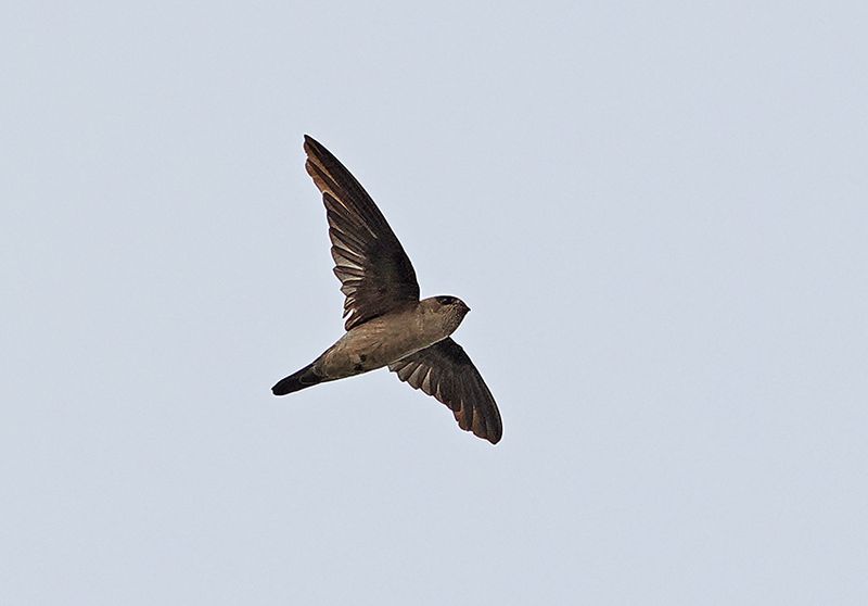 Edible-nest Swiftlet