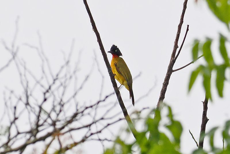 Ruby-throated Bulbul