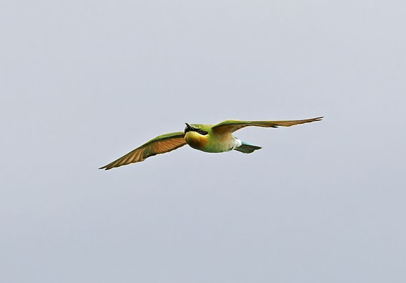 Blue-tailed Beeater