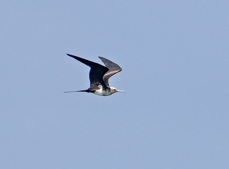 Lesser Frigatebird