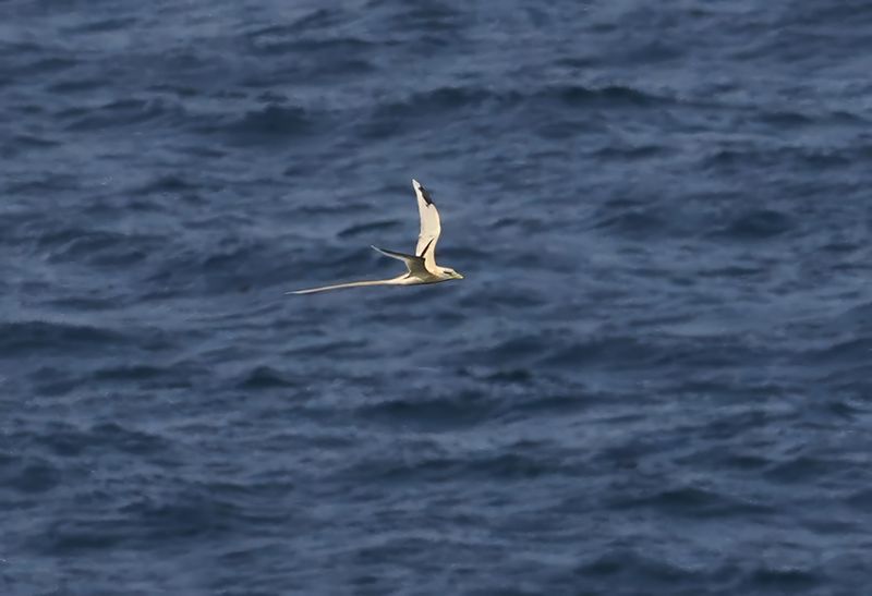White-tailed Tropicbird