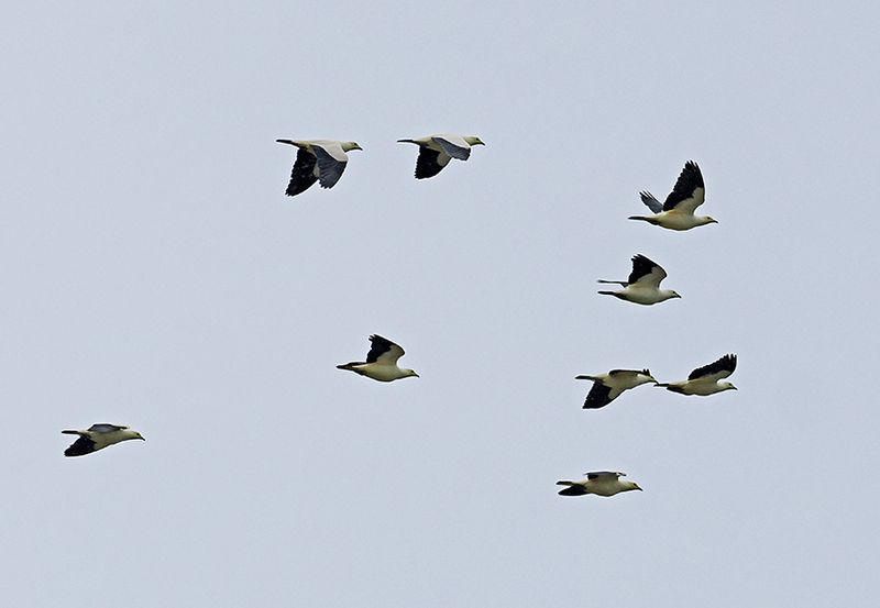 Pied Imperial-Pigeon