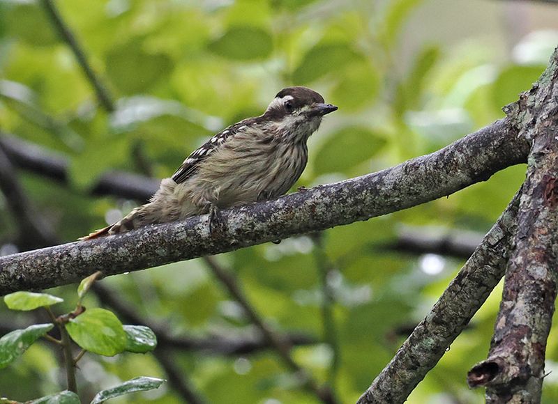 Sunda Pygmy Woodpecker