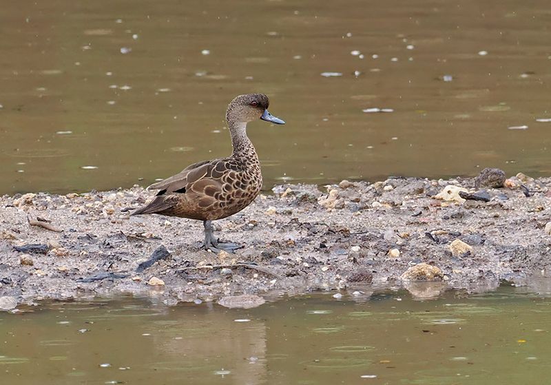 Sunda Teal