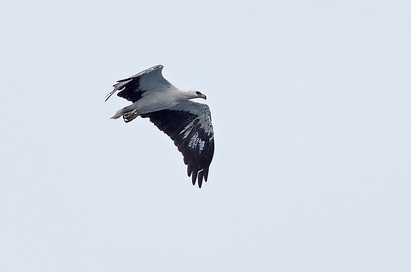 White-bellied Sea-Eagle