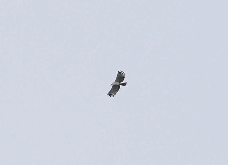 Flores Hawk-Eagle