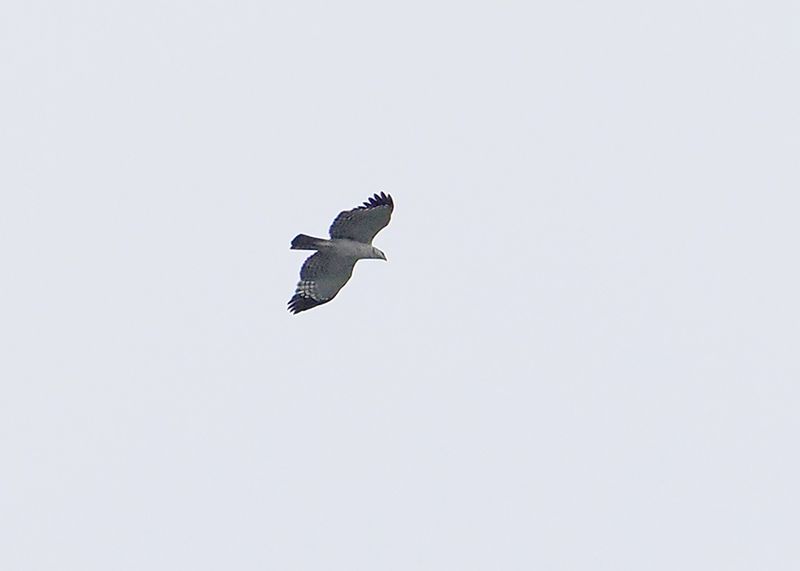 Flores Hawk-Eagle