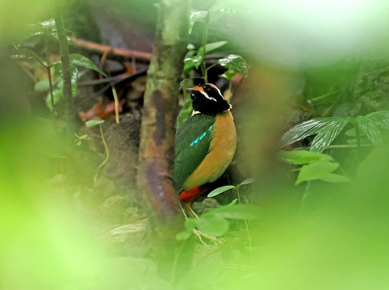 Ornate Pitta