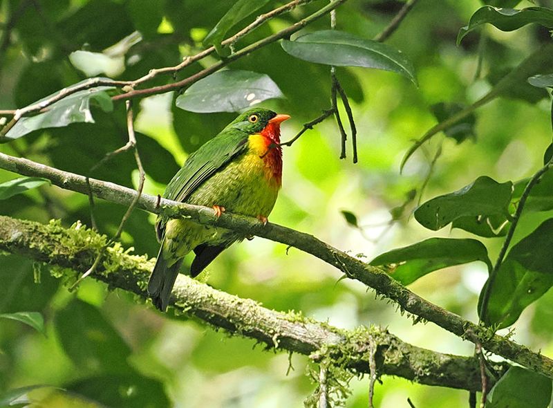 Scarlet-breasted Fruiteater