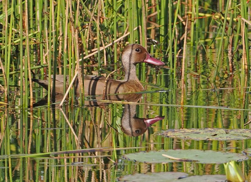 Brazilian Teal