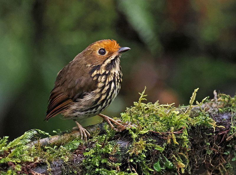 Ochre-fronted Antpitta