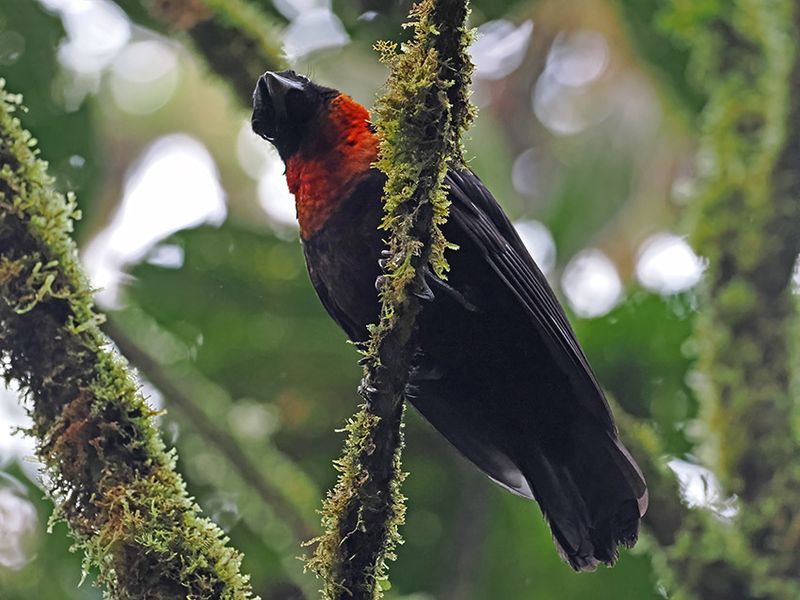 Red-ruffed Fruitcrow