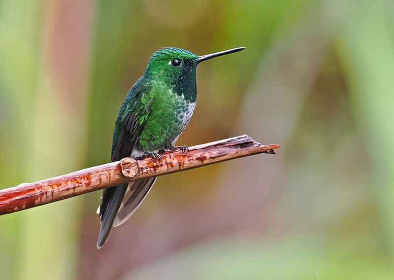 Rufous-vented Whitetip