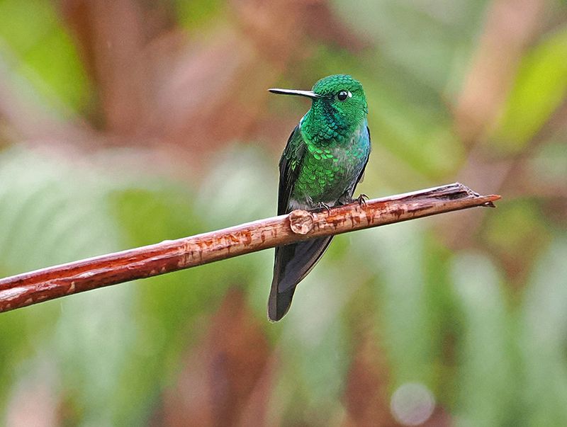 Rufous-vented Whitetip