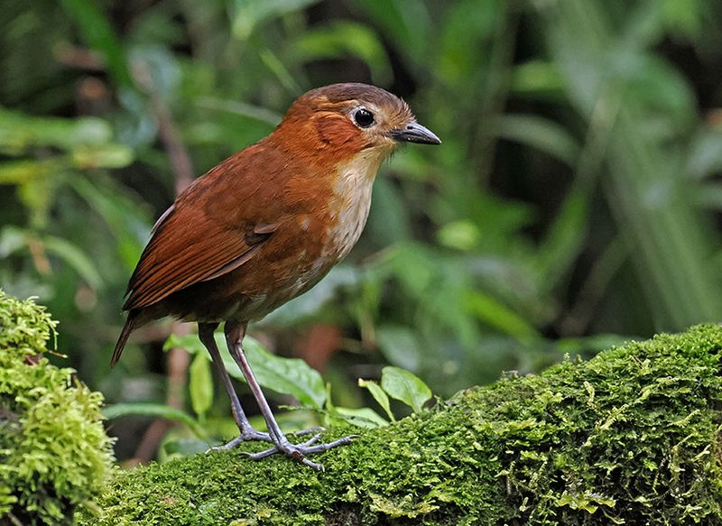 Rusty-tinged Antpitta