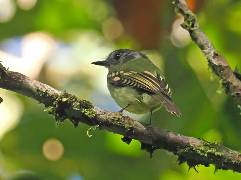 Slaty-capped Flycatcher