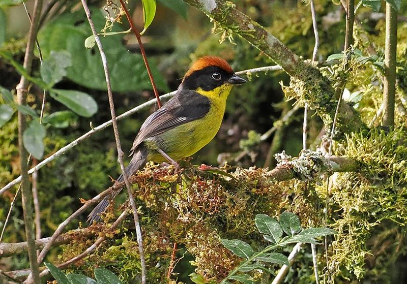 Yellow-breasted Brushfinch