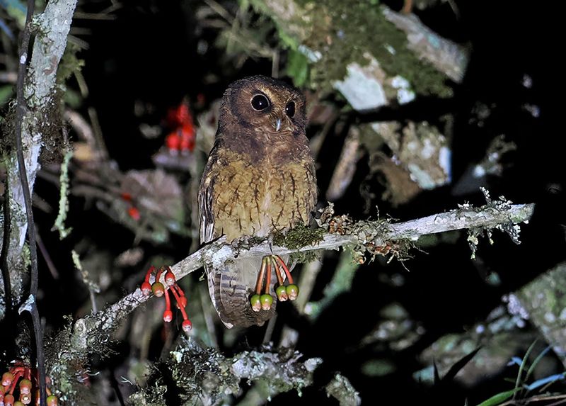 Cinnamon Screech-Owl