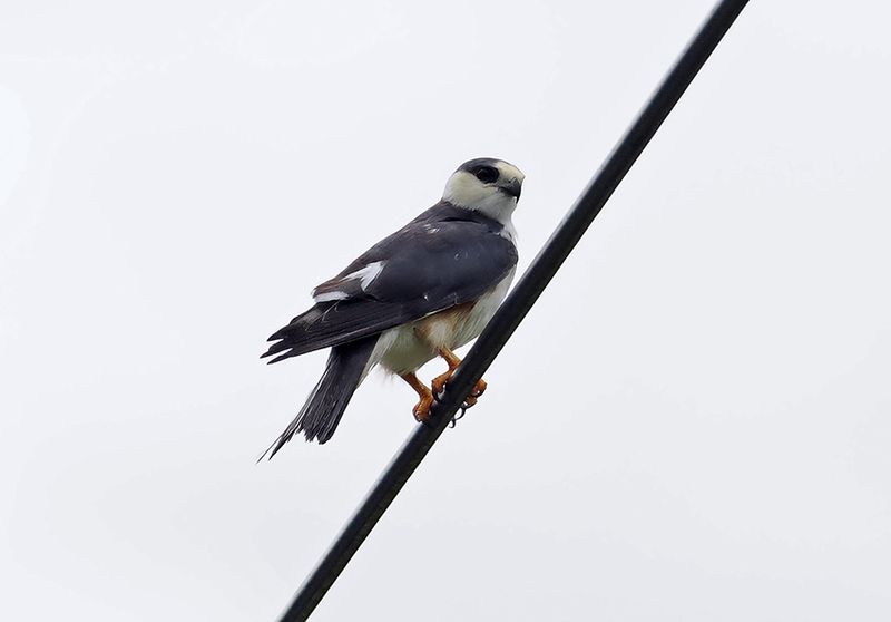 Pearl Kite