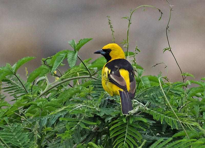 Yellow-tailed Oriole