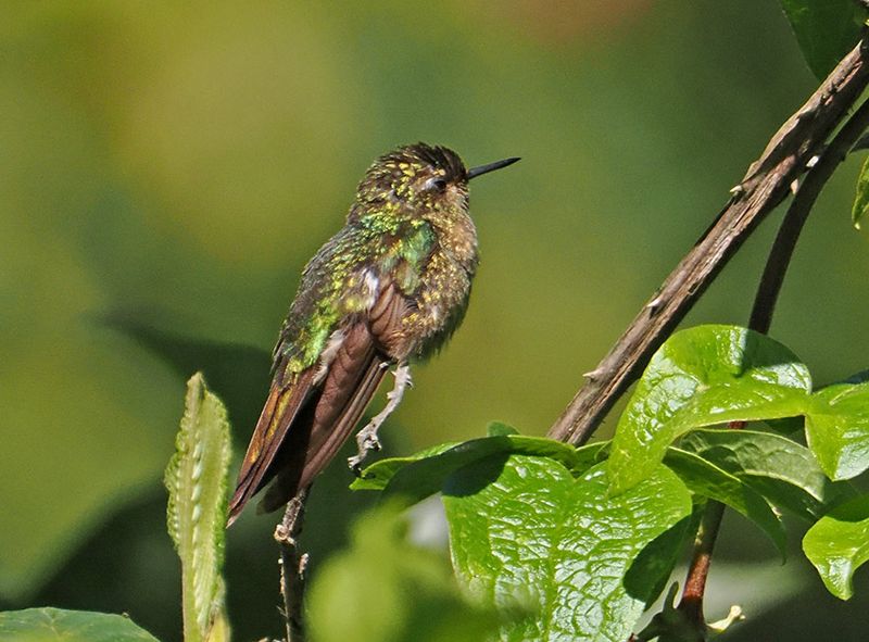 Tyrian Metaltail