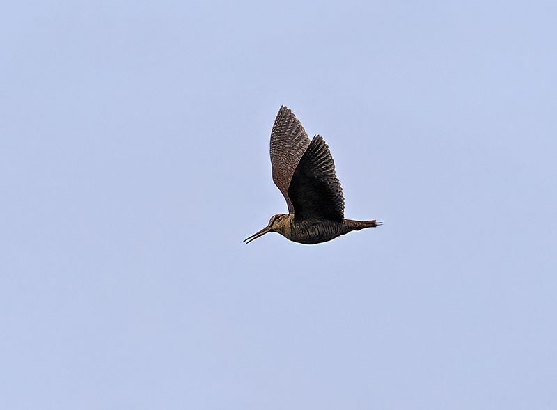 Woodcock