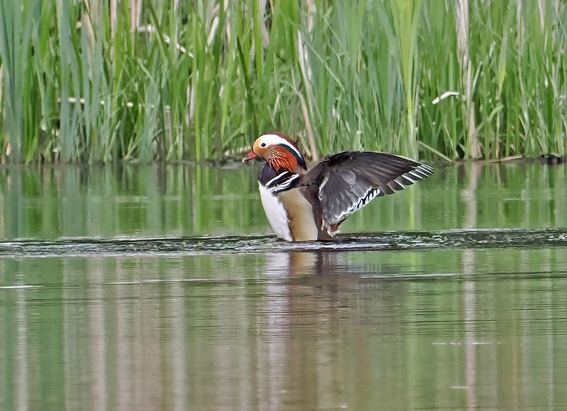 Mandarin Duck