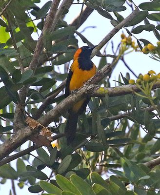 Orange-crowned Oriole