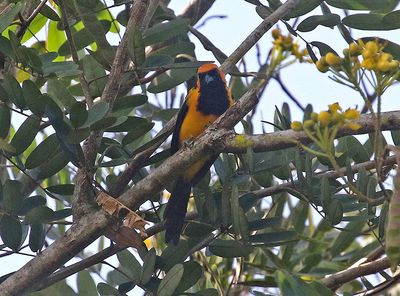 Orange-crowned Oriole