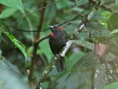 Sooty Ant-Tanager