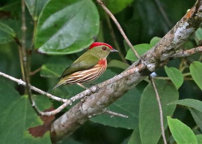 Western Striolated Manakin