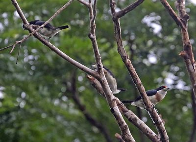 White-mantled Barbet