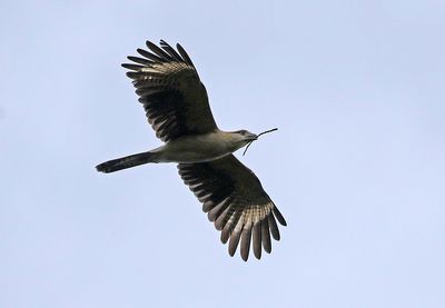Yellow-headed Caracara