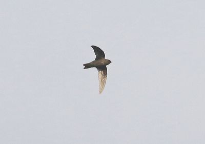 Chestnut-collared Swift